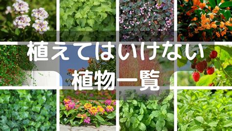 植物栽培方法|【植物図鑑】初心者さんでも失敗しない植物の育て方・栽培方法